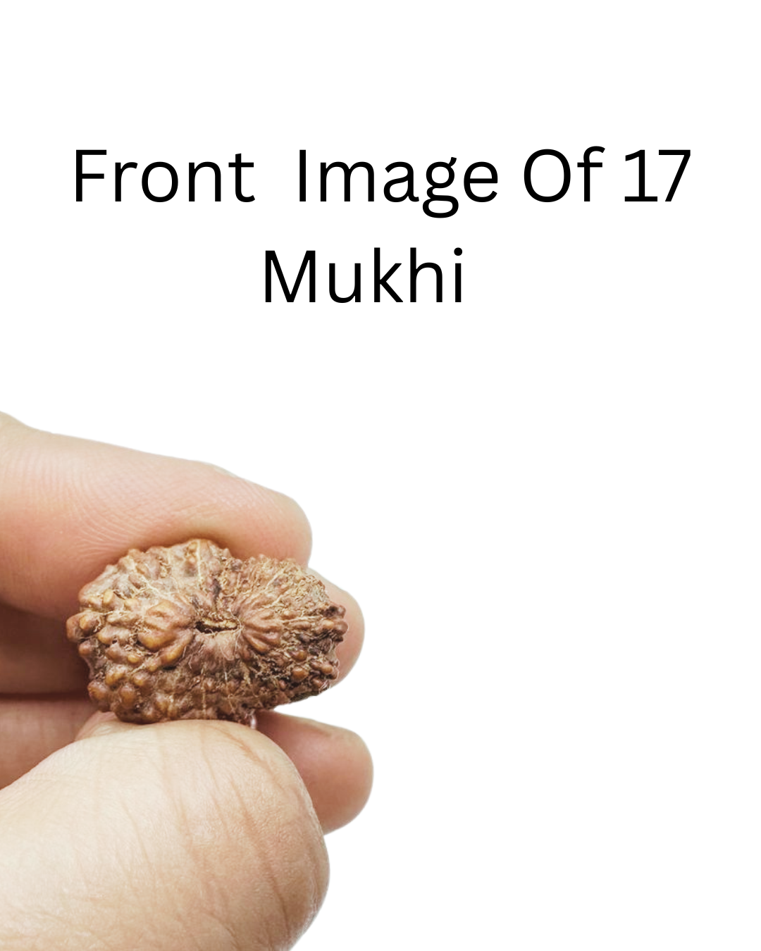 ShivaRatna 17 Mukhi (Java) Rudraksha- Lab Certified