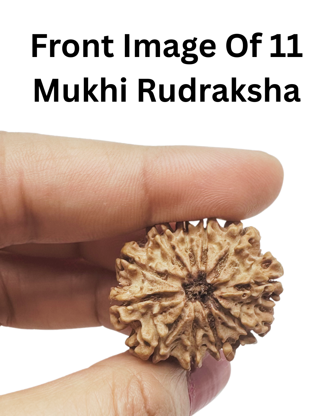 ShivaRatna 11 Mukhi Lab Certified Rudraksha (Origin Nepali) Super Elite (Collector) Bead