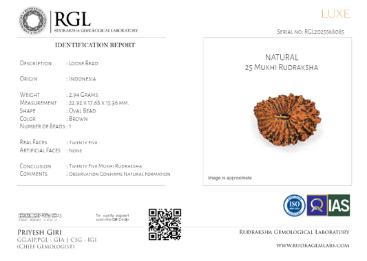 ShivaRatna 25 Mukhi Rudraksha with Certificate of Authenticity (Elite Range)