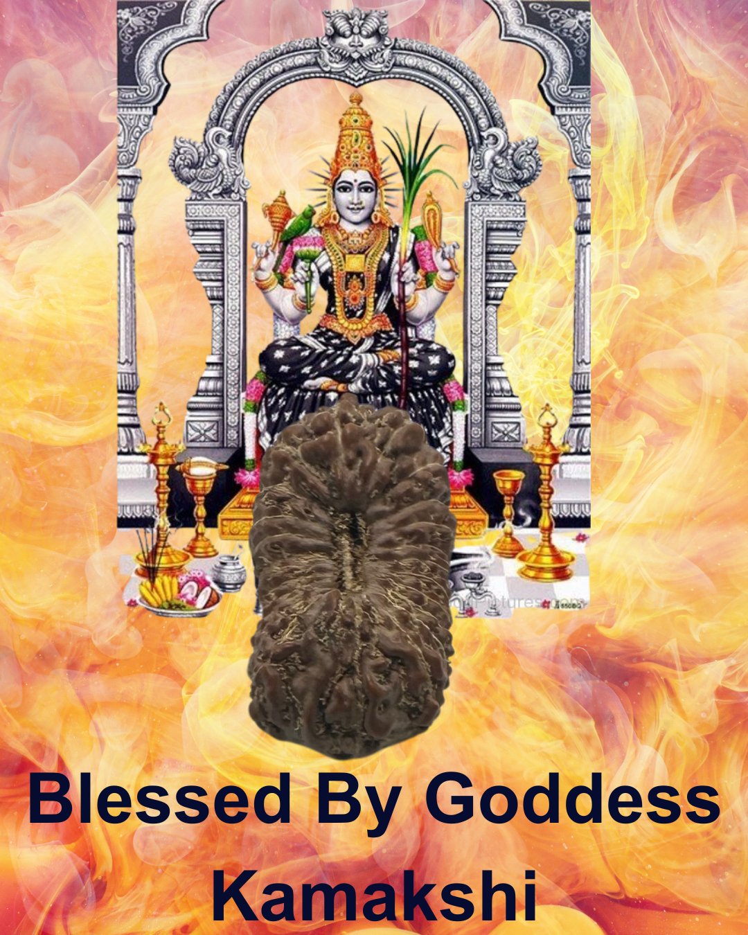 ShivaRatna 24 Mukhi Rudraksha with Certificate of Authenticity (Elite Range)