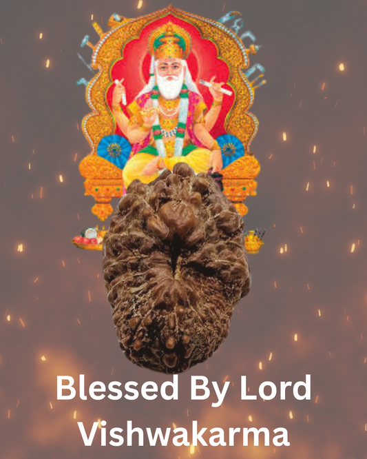 ShivaRatna 17 Mukhi (Java) Rudraksha- Lab Certified