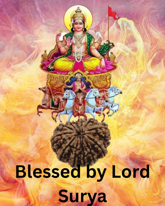 ShivaRatna 12 Mukhi Lab Certified Rudraksha (Origin Nepali) Super Elite (Collector) Bead