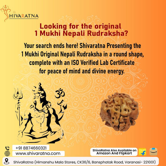 ShivaRatna  1 Mukhi Rudraksha Nepal Origin (Round Shape) Comes with ISO Marked Lab Certificate