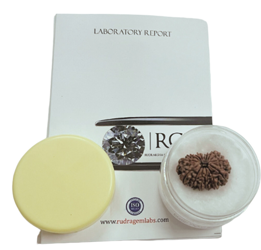 ShivaRatna 15 Mukhi/ Fifteen Face Rudraksha with Certificate of Authenticity (Elite Range)