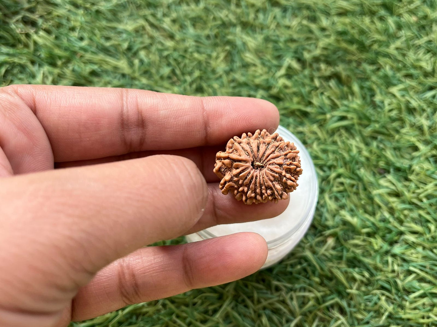 ShivaRatna 16 Mukhi/ Sixteen Face Rudraksha with Certificate of Authenticity (Elite Range)