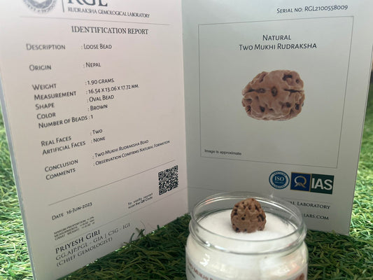 ShivaRatna 2 Mukhi /Two Face Rudraksha with Certificate of Authenticity (Elite Range)