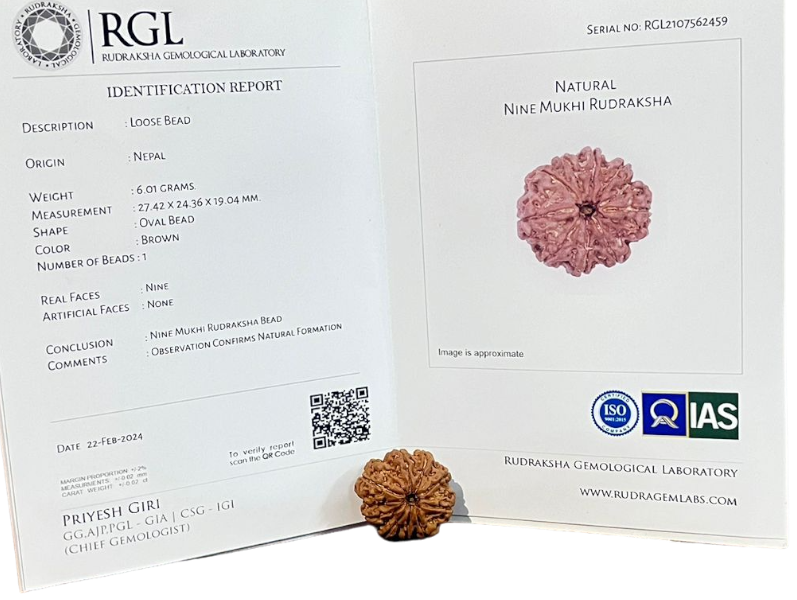 ShivaRatna 9 Mukhi/Nine Face Rudraksha with Certificate of Authenticity(Elite Range) Collector Size