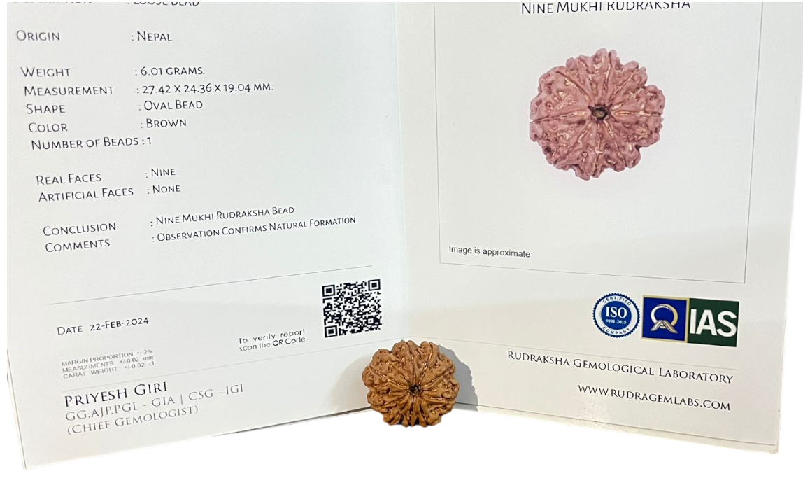 ShivaRatna 9 Mukhi/Nine Face Rudraksha with Certificate of Authenticity(Elite Range) Collector Size