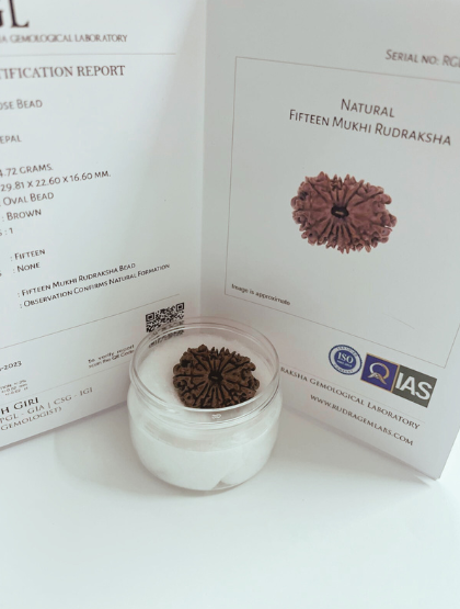 ShivaRatna 15 Mukhi/ Fifteen Face Rudraksha with Certificate of Authenticity (Elite Range)