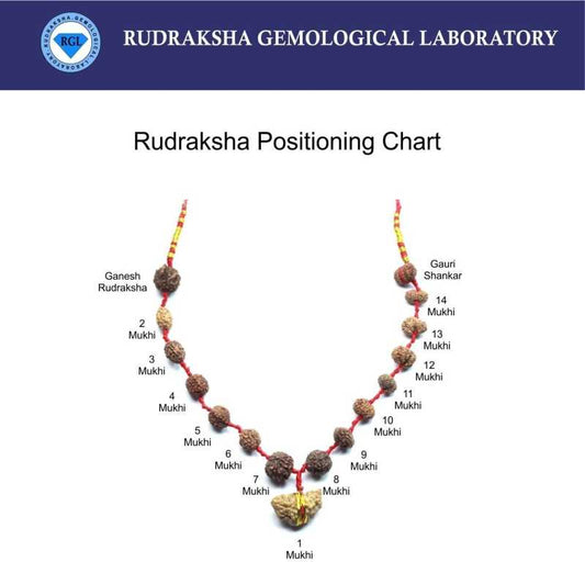 ShivaRatna Siddha Rudraksha Mala 1-14 Mukhi (Elite Beads) - Lab Certified