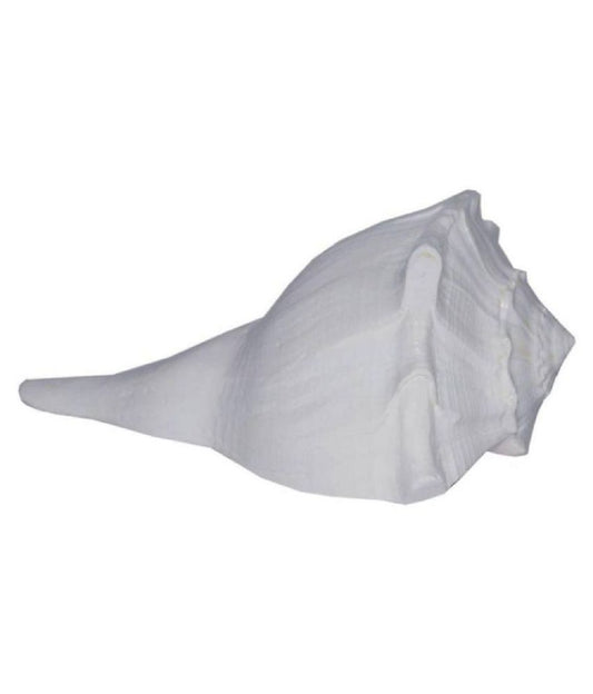 ShivaRatna Right Natural Valampuri/ Dakshinamukhi Shankh (4-5 Inch ) - ShivaRatna