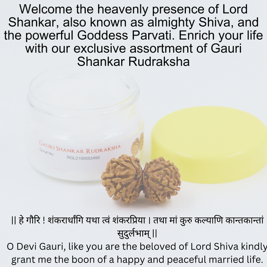 ShivaRatna gaurishankar Rudraksha