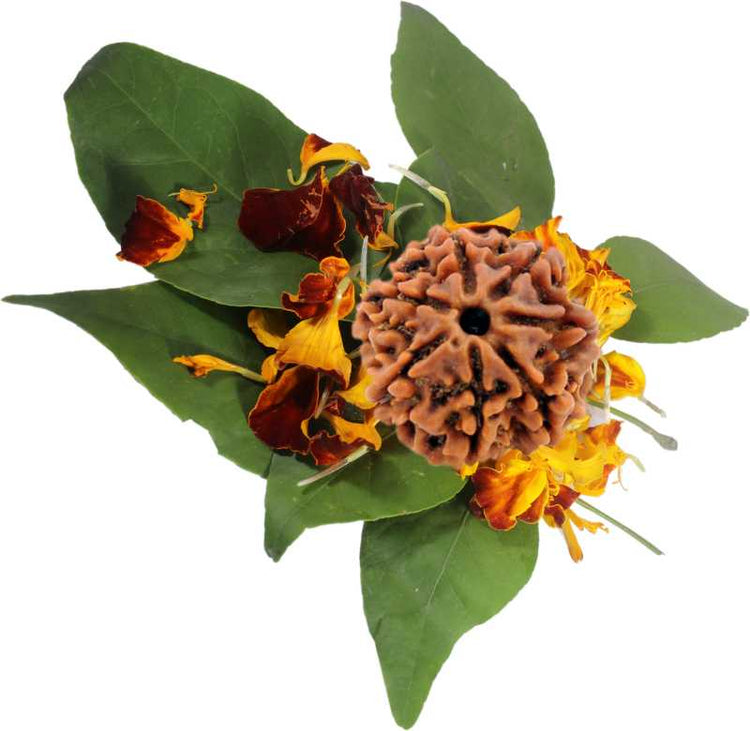 Rudraksha Normal  Bead