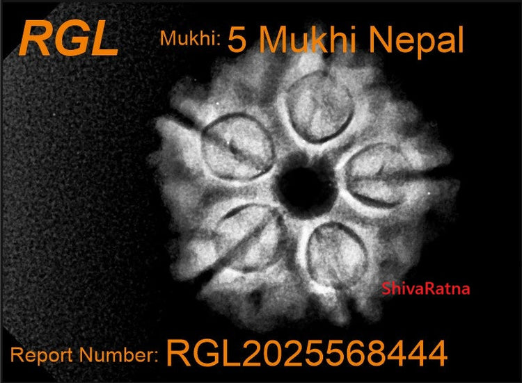 Rudraksha With Xray Report