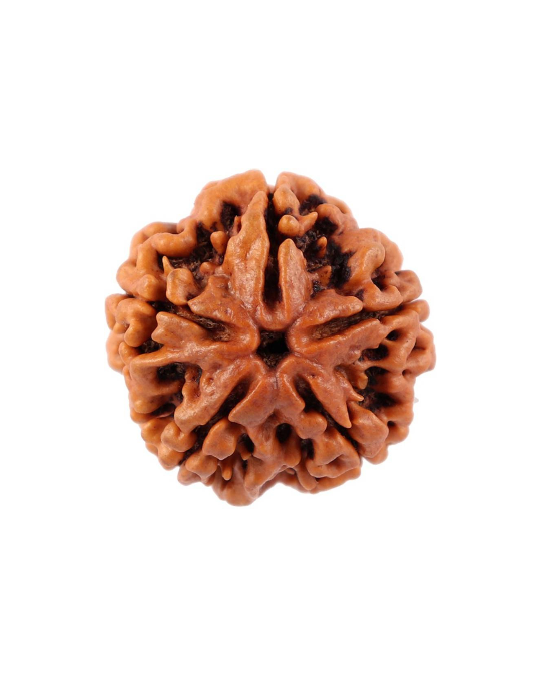 ShivaRatna 5 Mukhi Rudraksha – Lab Certified (Nepal Origin), Well-Shaped, Matured Bead with X-ray Verification Report