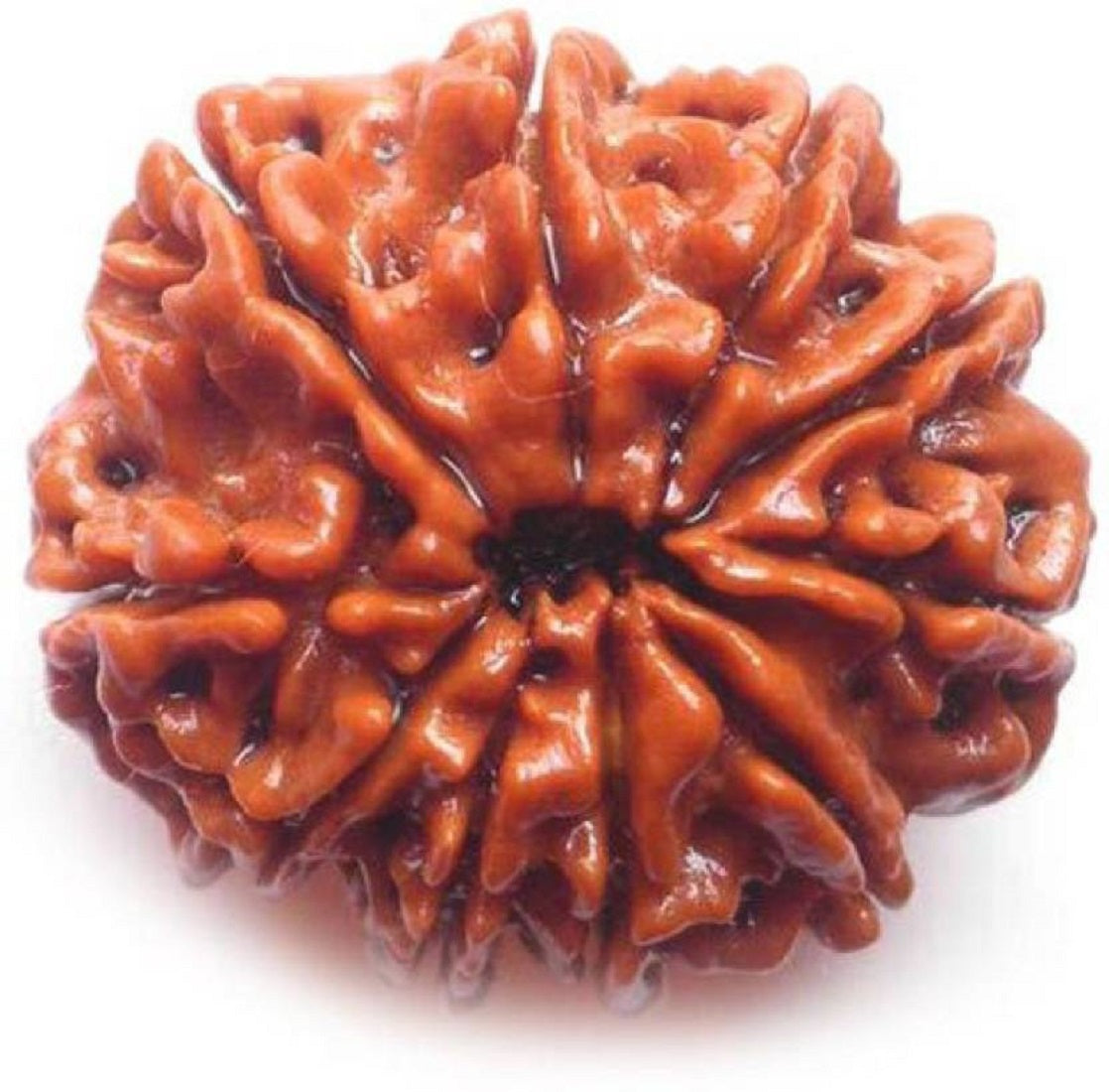 10mukhi rudraksha by shivaratna