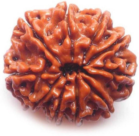 10mukhi rudraksha by shivaratna