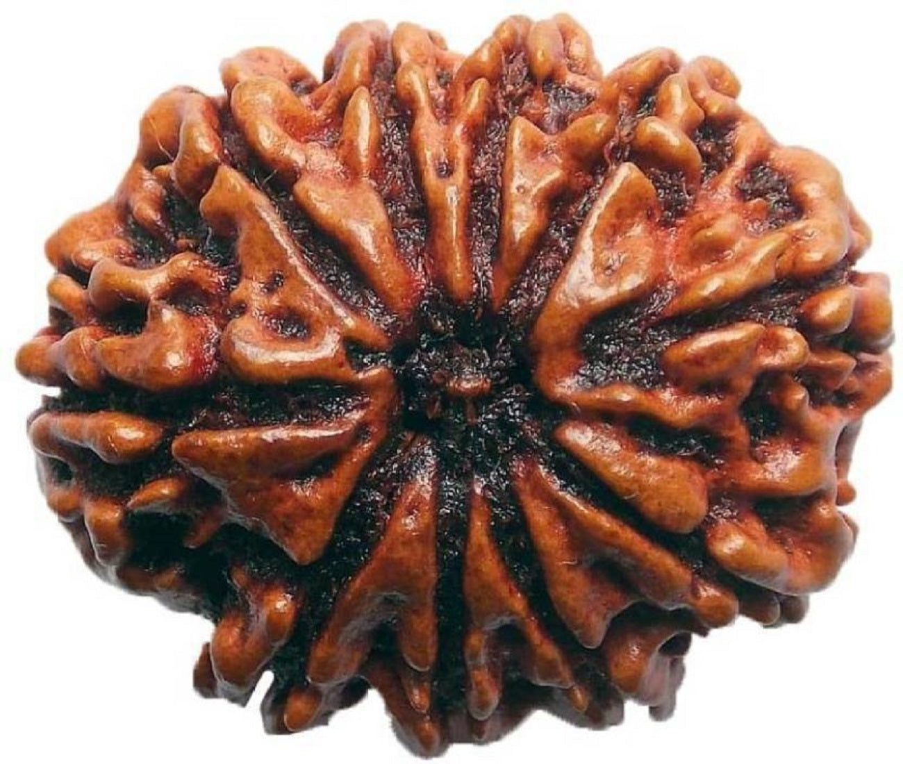 hand picked rudraksha by shivaratna