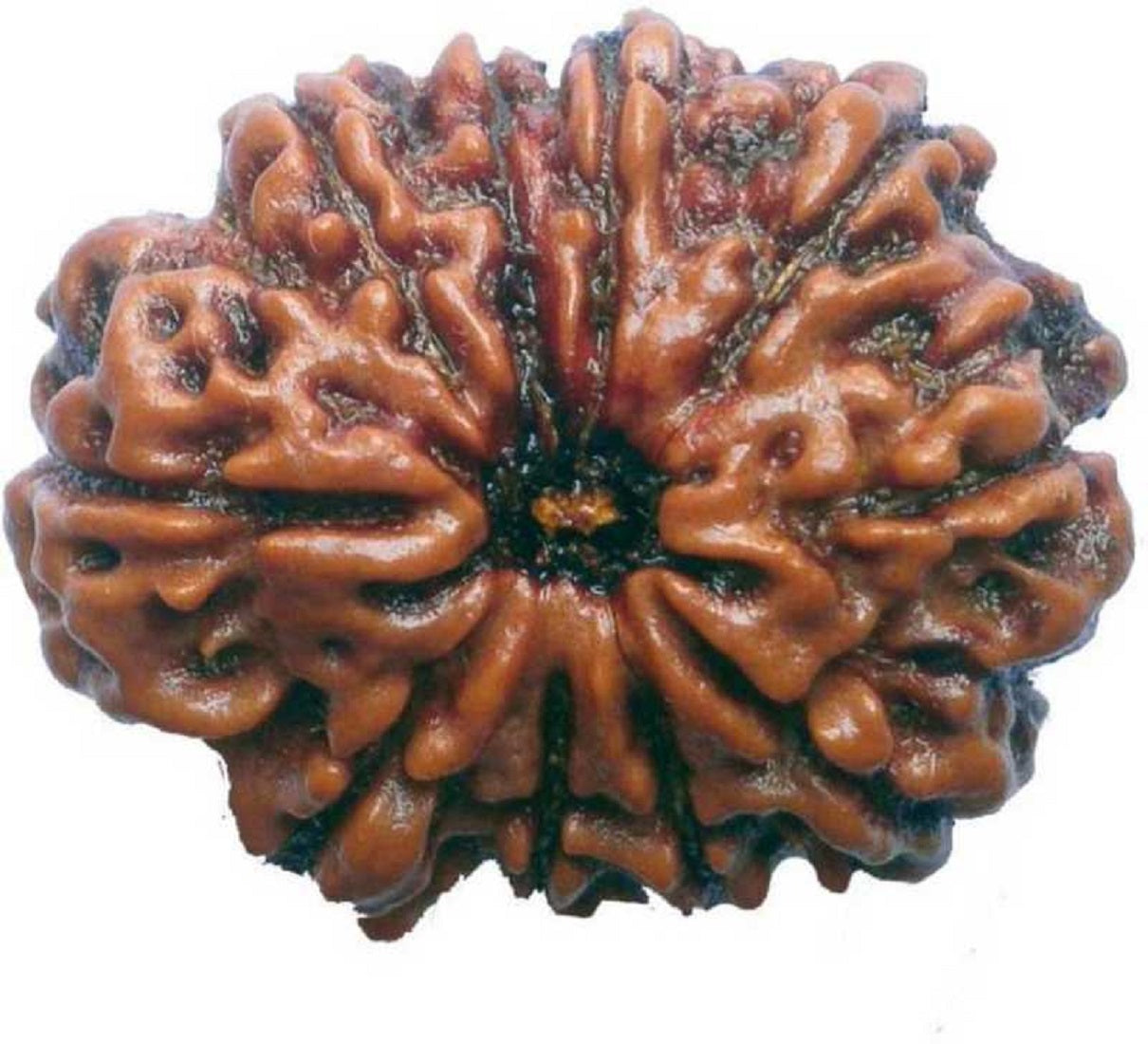 ShivaRatna Kaal Sarp Dosh Nivarak Rudraksha