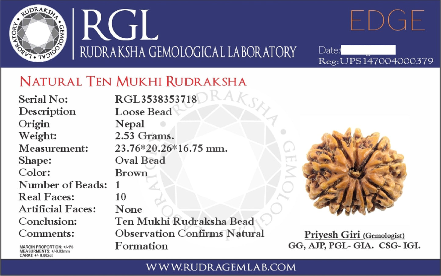 ShivaRatna 10 (Ten) Mukhi Rudraksha Bead- Lab Certified