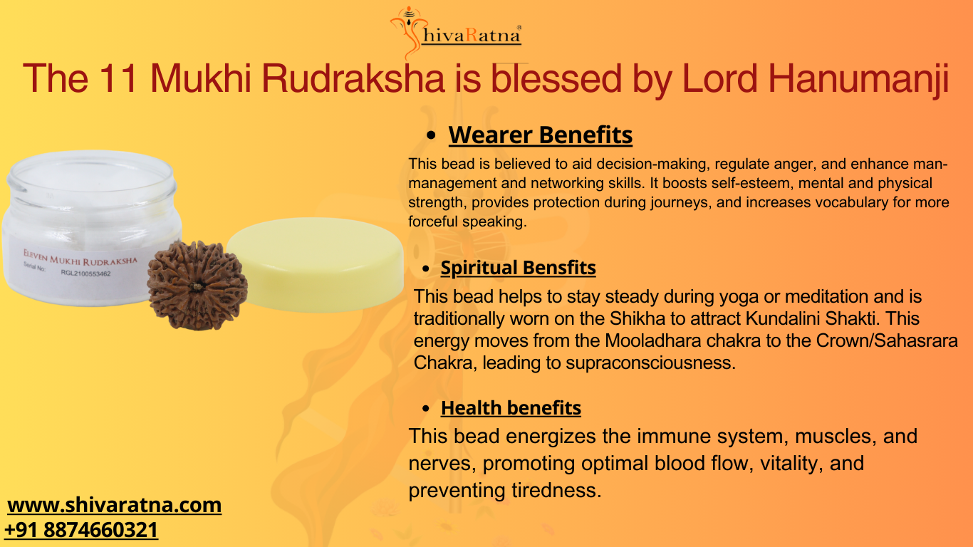 ShivaRatna 11 Mukhi/Eleven Face Rudraksha with Certificate of Authenticity (Elite Range) Collector Size