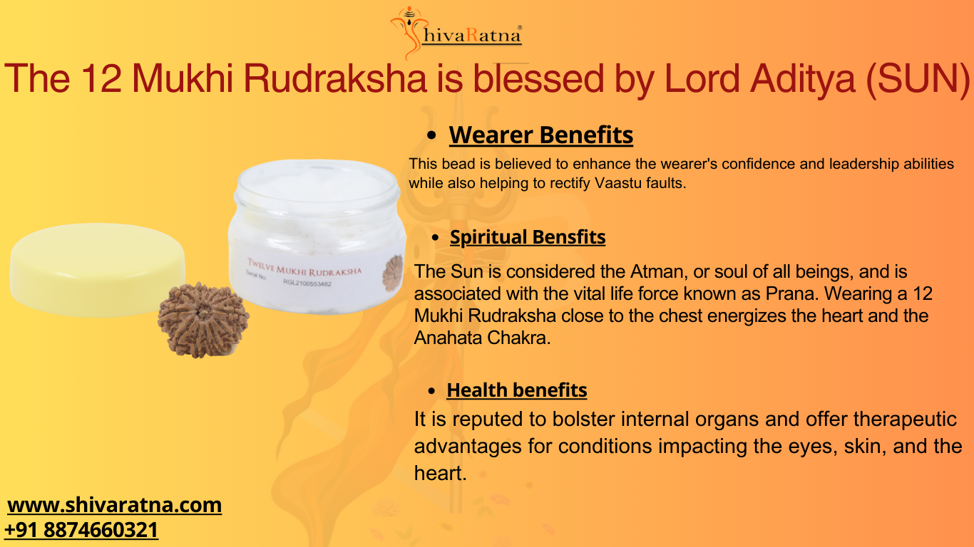 ShivaRatna 12 Mukhi/Twelve Face Rudraksha with Certificate of Authenticity (Elite Range) Collector-bead