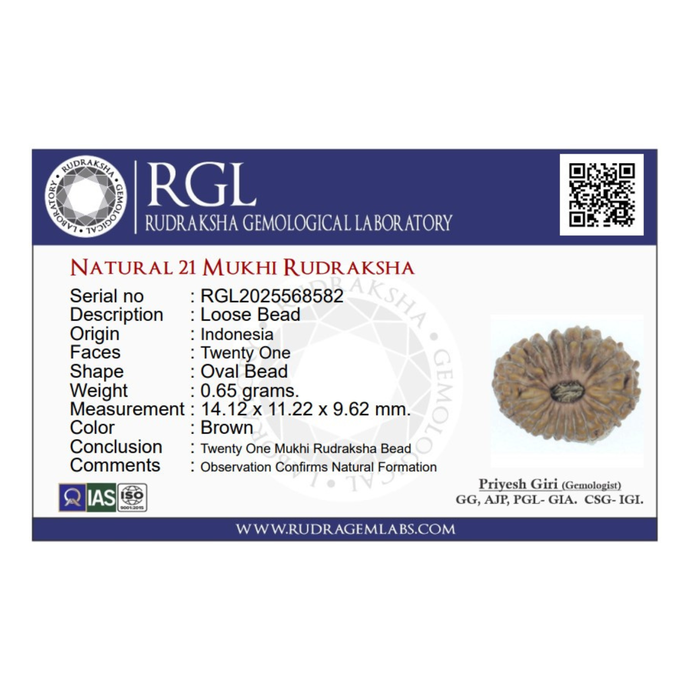 ShivaRatna 21 Mukhi Rudraksha – Indonesian Origin, Certified, Well-Shaped & Mature Bead with X-Ray Authentication