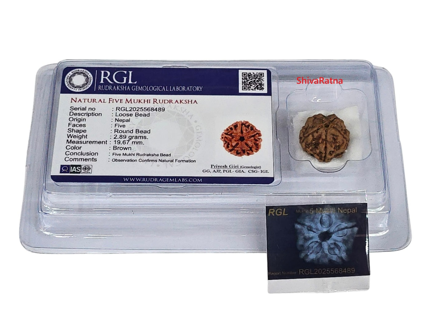 ShivaRatna 5 Mukhi Rudraksha – Lab Certified (Nepal Origin), Well-Shaped, Matured Bead with X-ray Verification Report