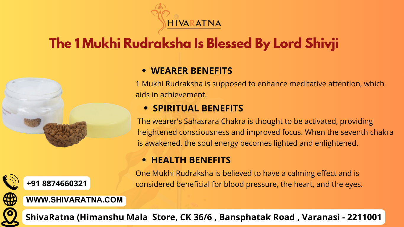 ShivaRatna 1 Mukhi Rudraksha with Certificate of Authenticity (Elite Range) Collector Size