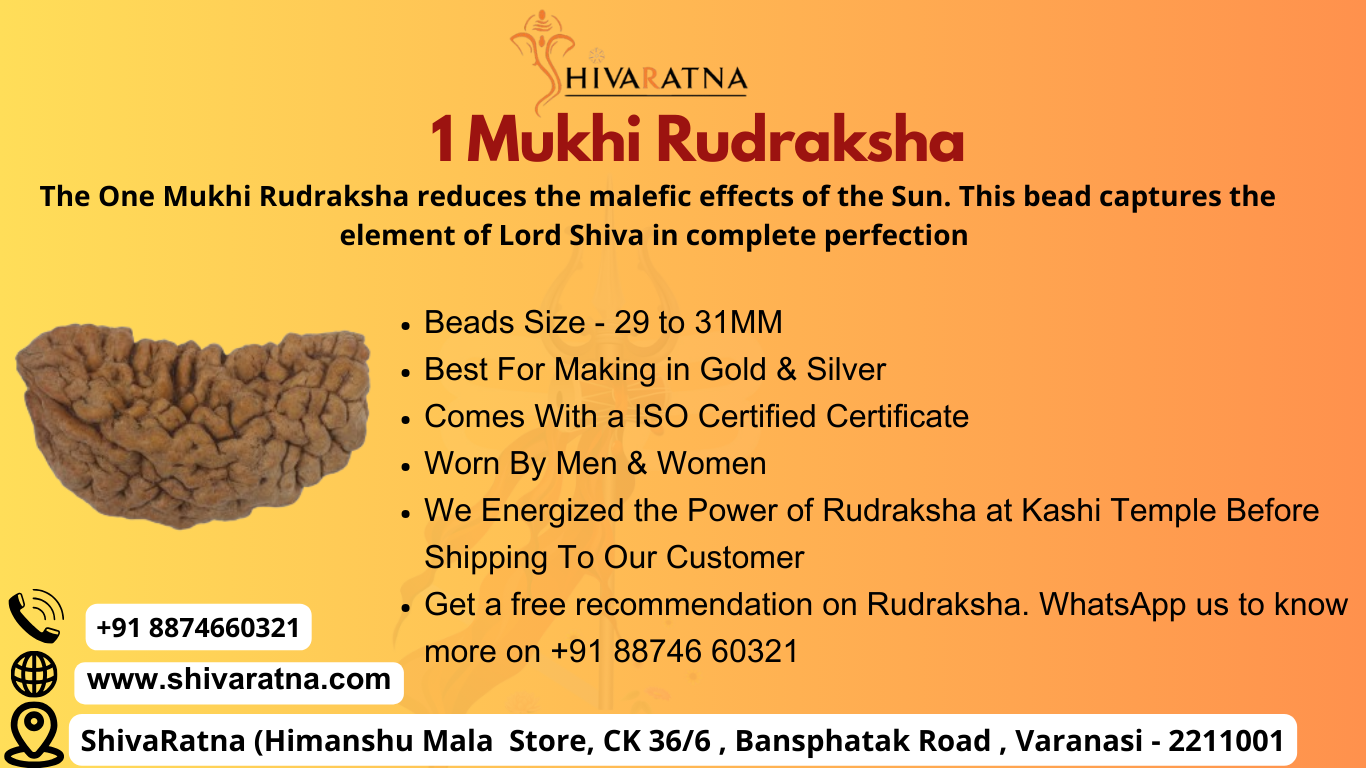 ShivaRatna 1 Mukhi Rudraksha with Certificate of Authenticity (Elite Range) Collector Size