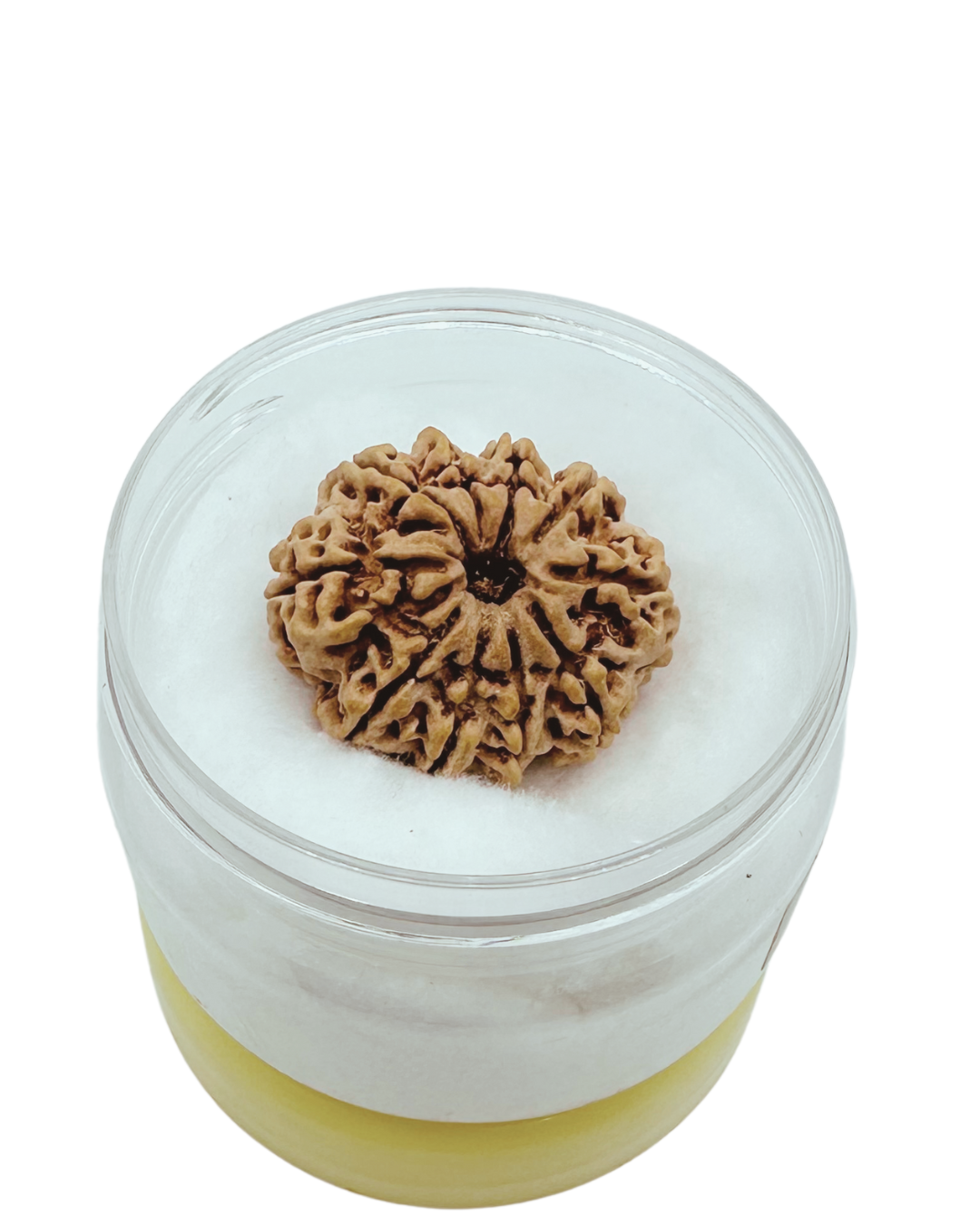 ShivaRatna 10 Mukhi Lab Certified Rudraksha (Origin Nepali) Super Elite (Collector) Bead