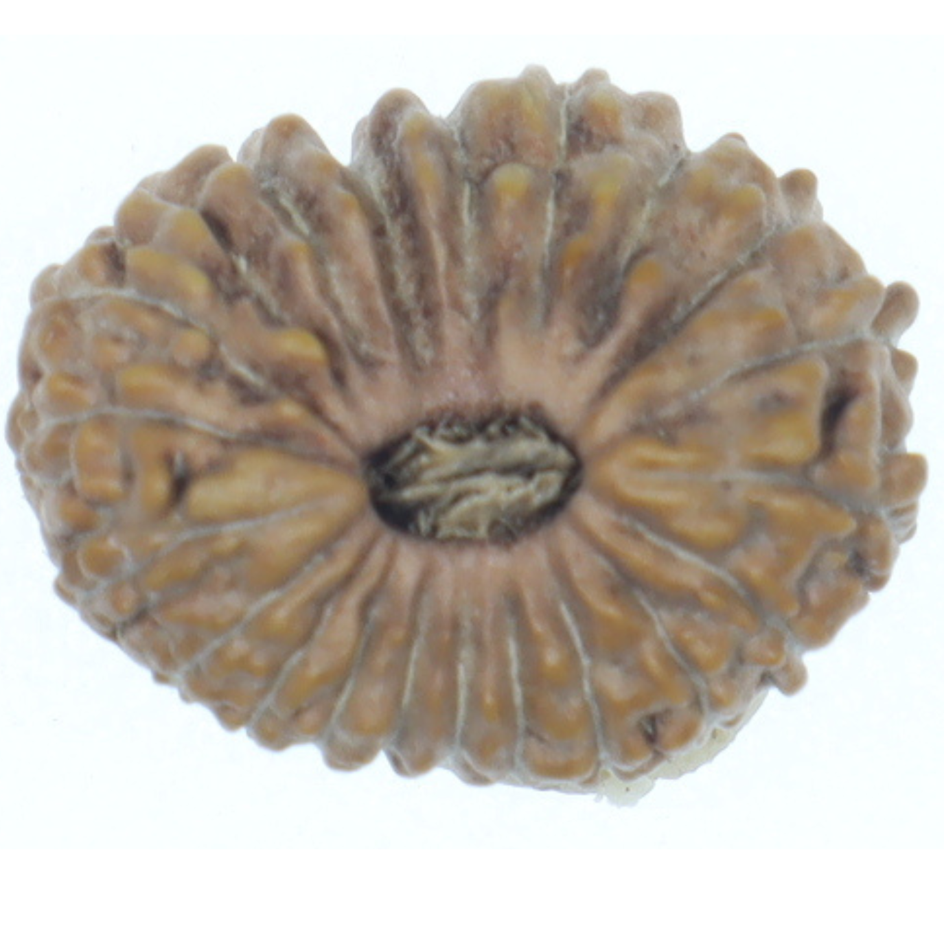 ShivaRatna 21 Mukhi Rudraksha – Indonesian Origin, Certified, Well-Shaped & Mature Bead with X-Ray Authentication