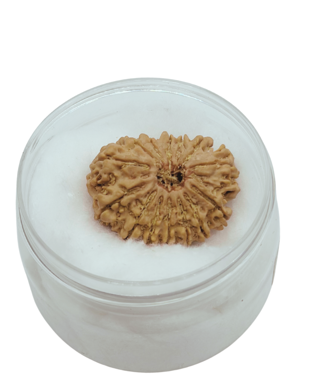 ShivaRatna 14 Mukhi Lab Certified Rudraksha (Origin Nepali) Super Elite Bead