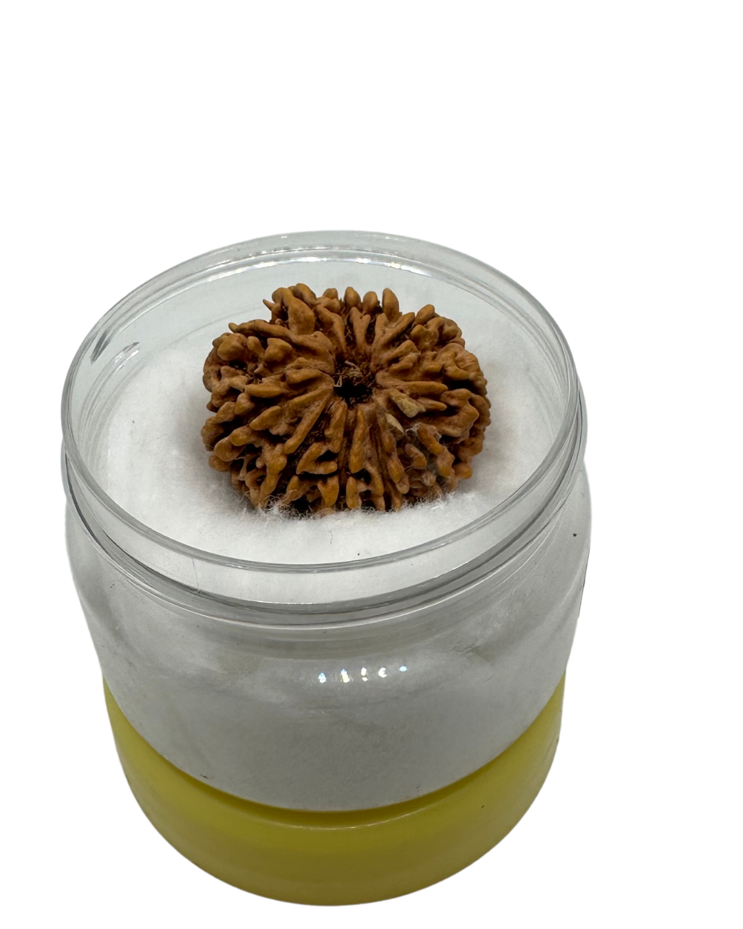 ShivaRatna 11 Mukhi Lab Certified Rudraksha (Origin Nepali) Super Elite (Collector) Bead