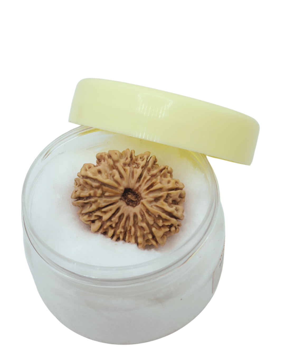 ShivaRatna 14 Mukhi Lab Certified Rudraksha (Origin Nepali) Super Elite Bead