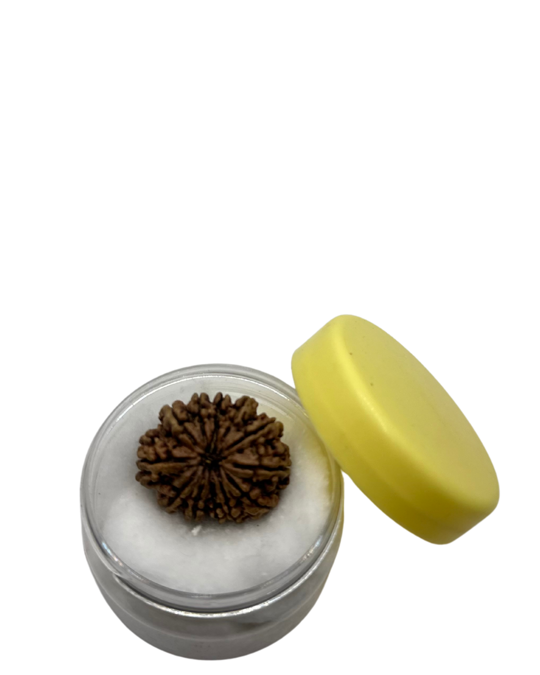 ShivaRatna 12 Mukhi Lab Certified Rudraksha (Origin Nepali) Super Elite (Collector) Bead