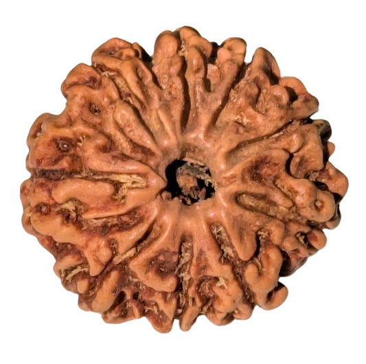 ShivaRatna 9 Mukhi Rudraksha – Certified Nepali Bead, Well-Formed and Fully Matured with X-Ray Verification