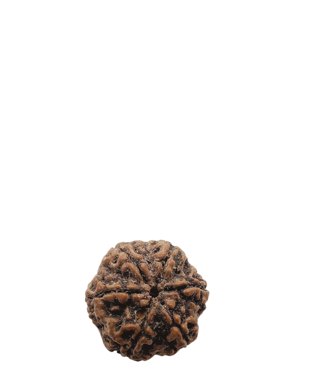 ShivaRatna 6 Mukhi / six Face Rudraksha with Certificate of Authenticity (Elite Range)
