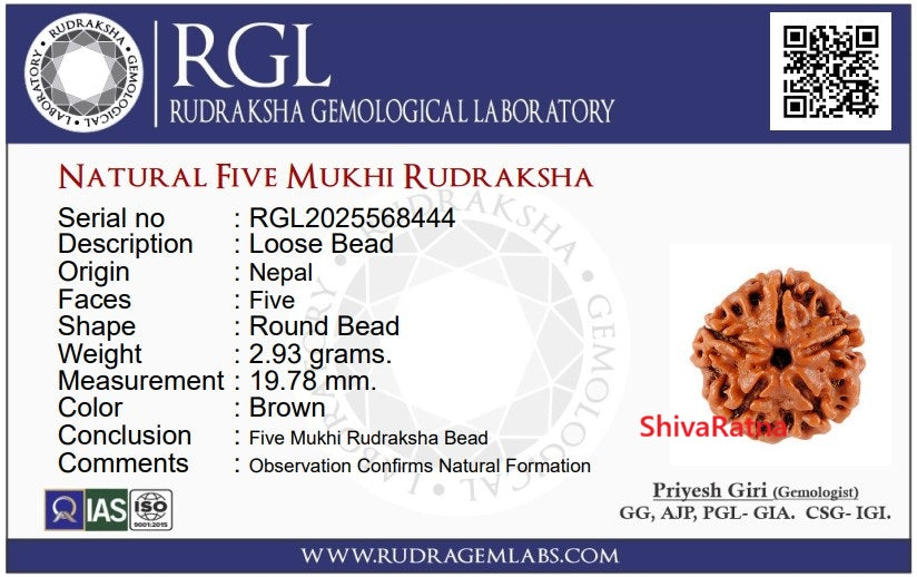 ShivaRatna 5 Mukhi Rudraksha – Lab Certified (Nepal Origin), Well-Shaped, Matured Bead with X-ray Verification Report