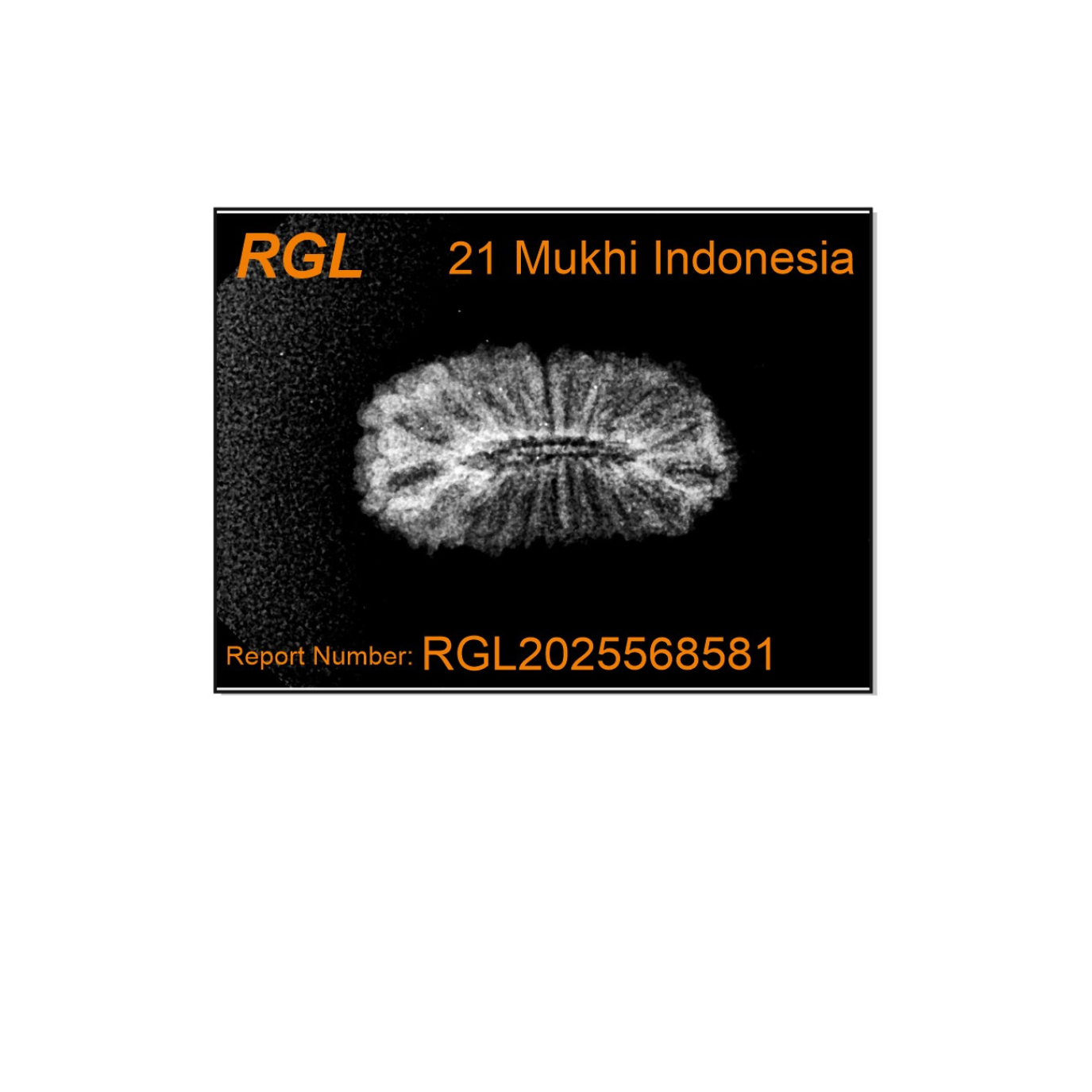 ShivaRatna 21 Mukhi Rudraksha – Certified Indonesian Bead, Well-Formed & Mature, with X-Ray Report