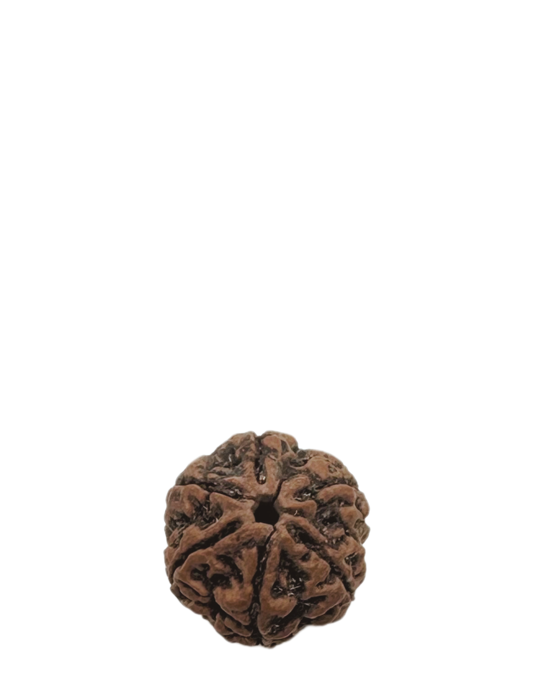 ShivaRatna 6 Mukhi / six Face Rudraksha with Certificate of Authenticity (Elite Range)