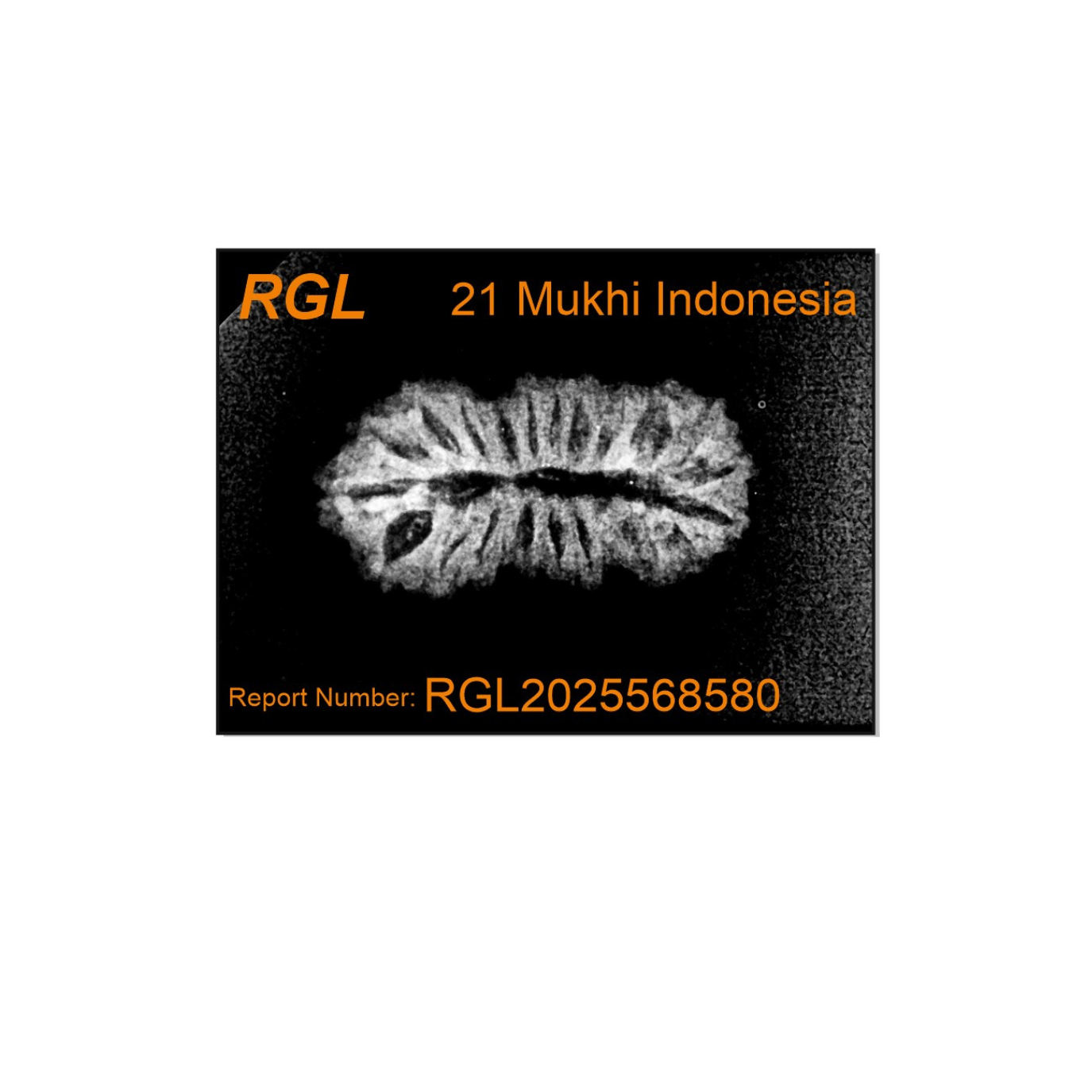 ShivaRatna 21 Mukhi Rudraksha – Lab-Certified (Indonesian), Well-Formed, Mature Bead with X-Ray Verification Report