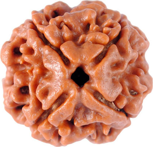 ShivaRatna 4 Mukhi Lab Certified Rudraksha