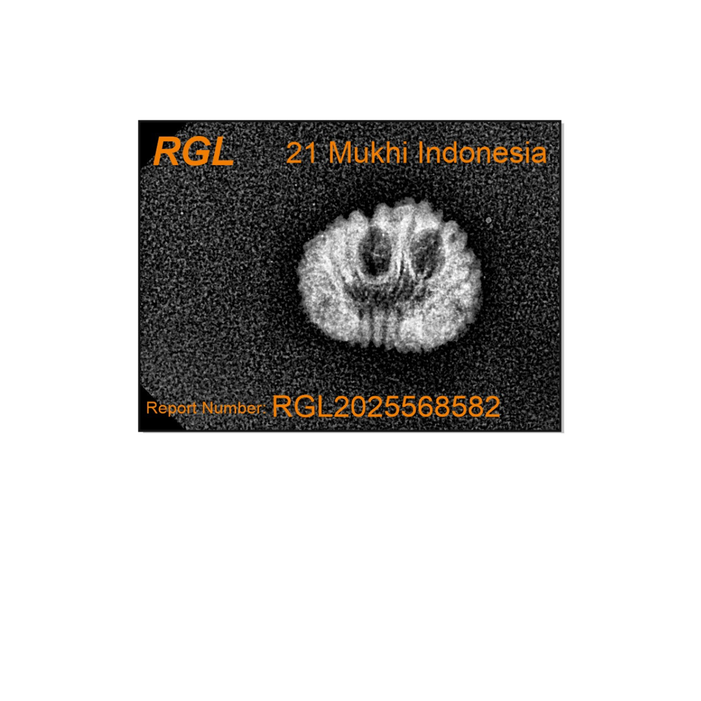 ShivaRatna 21 Mukhi Rudraksha – Indonesian Origin, Certified, Well-Shaped & Mature Bead with X-Ray Authentication