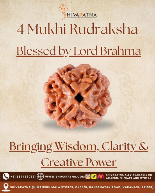 ShivaRatna 4 Mukhi Rudraksha – Certified Nepali Bead, Well-Formed and Fully Matured with X-Ray Verification
