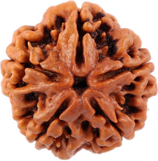 panchmukhi rudraksha by shivaratna