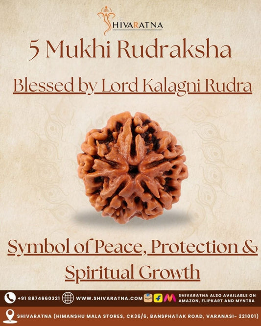 ShivaRatna 5 Mukhi Rudraksha – Lab Certified (Nepal Origin), Well-Shaped, Matured Bead with X-ray Verification Report