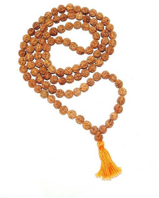 6mukhi rudraksha by shivaratna