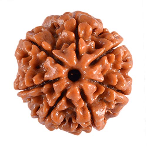 saat mukhi rudraksha by shivaratna 