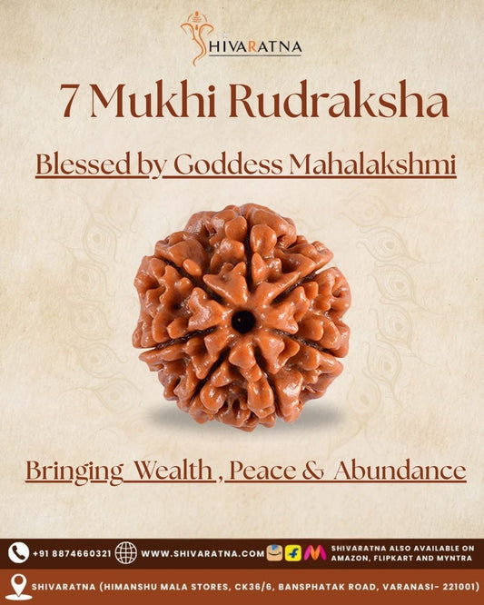 ShivaRatna 7 Mukhi Rudraksha – Certified Nepali Bead, Well-Formed and Fully Matured with X-Ray Verification